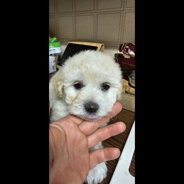 Mixed Breed - Both