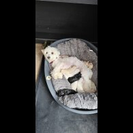 Mixed Breed - Both