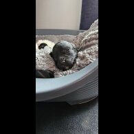 Mixed Breed - Both