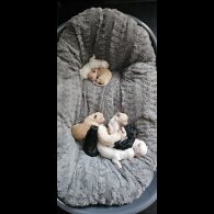 Mixed Breed - Both