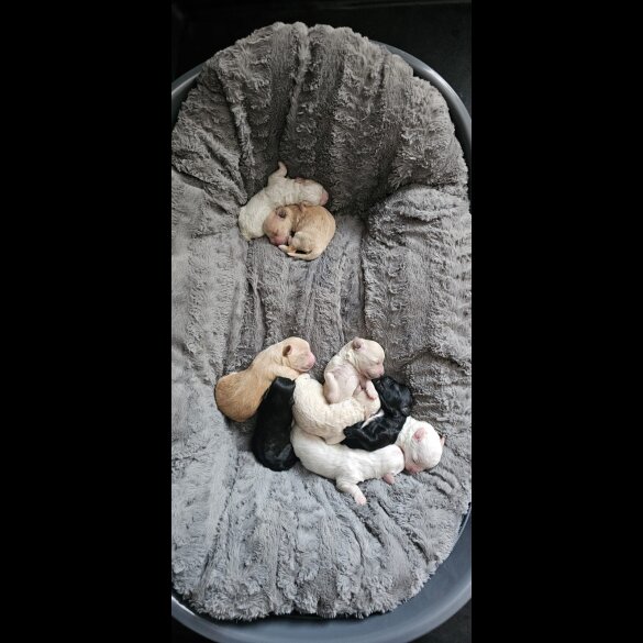 Mixed Breed - Both
