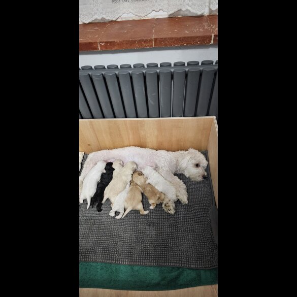Mixed Breed - Both