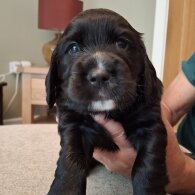 Mixed Breed - Both