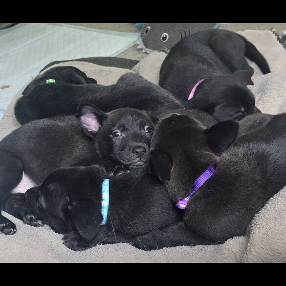 Mixed Breed - Both