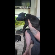Mixed Breed - Both