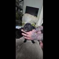 Mixed Breed - Both
