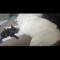 Mixed Breed - Both