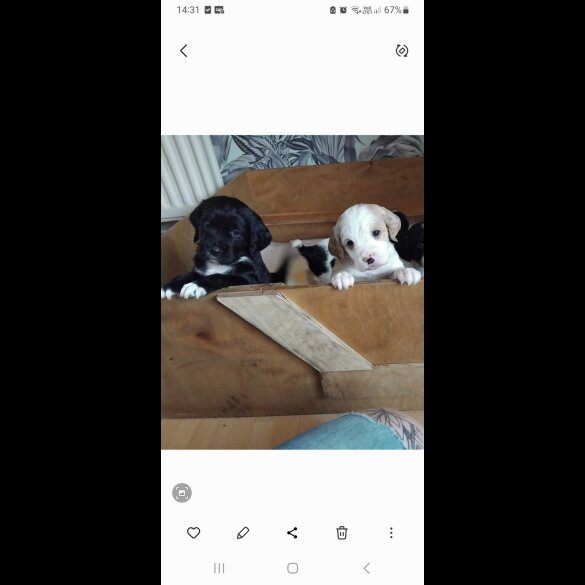 Mixed Breed - Both