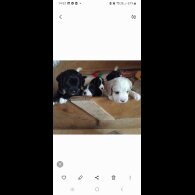 Mixed Breed - Both