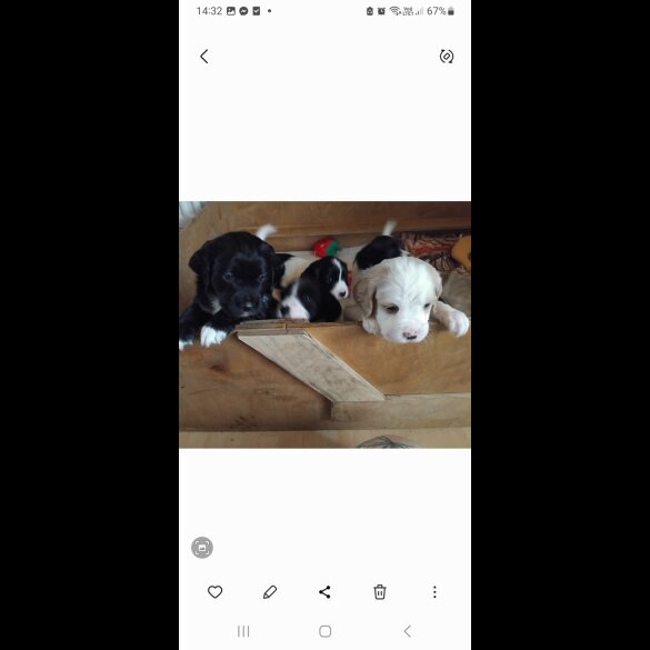 Mixed Breed - Both