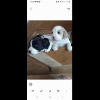 Mixed Breed - Both