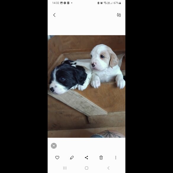 Mixed Breed - Both