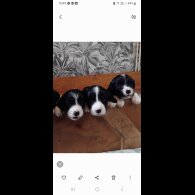 Mixed Breed - Both