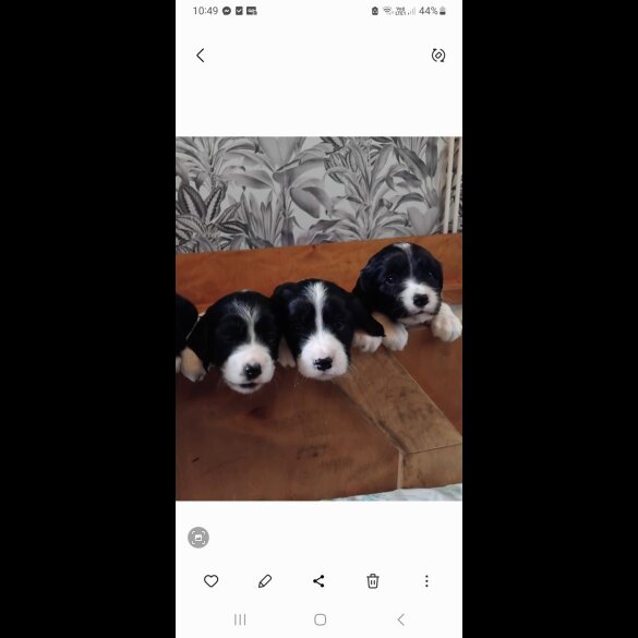 Mixed Breed - Both