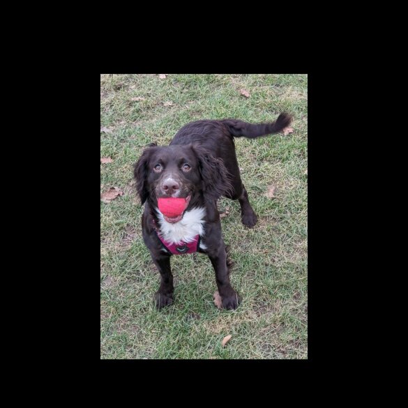 Mixed Breed - Both