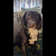Mixed Breed - Both