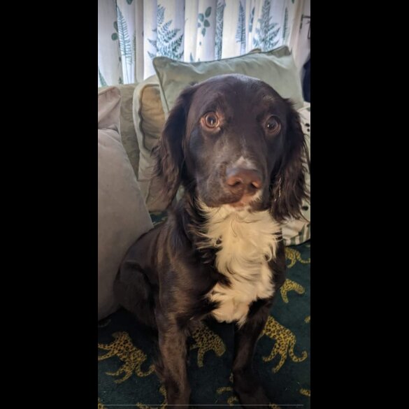 Mixed Breed - Both