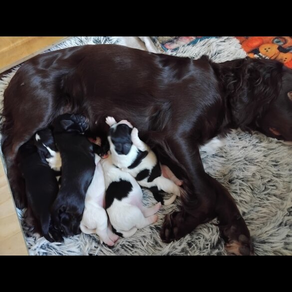 Mixed Breed - Both