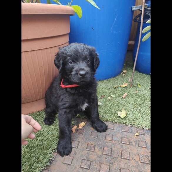 Mixed Breed - Both