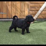 Mixed Breed - Both