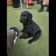 Mixed Breed - Both