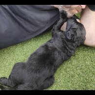 Mixed Breed - Both