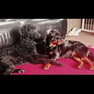 Mixed Breed - Both