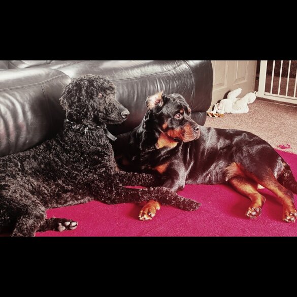 Mixed Breed - Both
