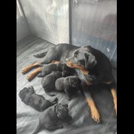 Mixed Breed - Both