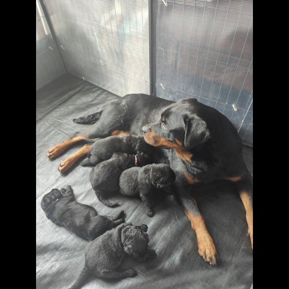 Mixed Breed - Both