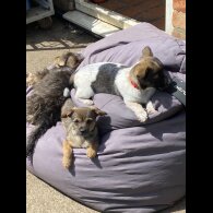 Mixed Breed - Dogs