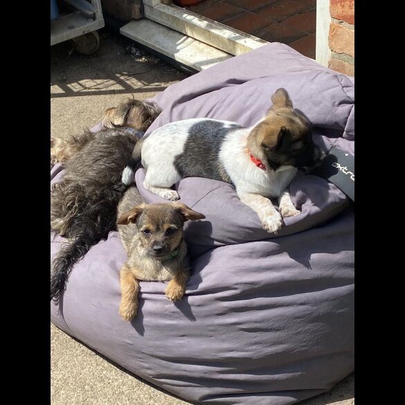 Mixed Breed - Dogs