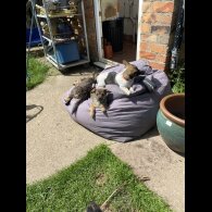Mixed Breed - Dogs