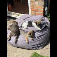 Mixed Breed - Dogs