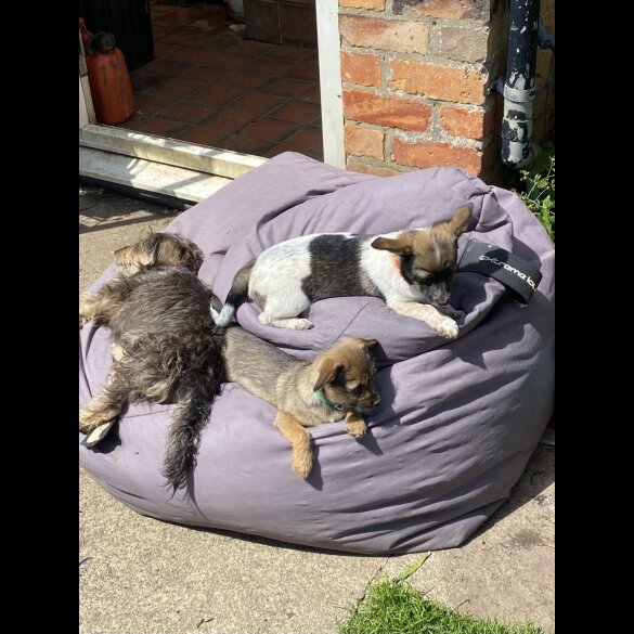Mixed Breed - Dogs