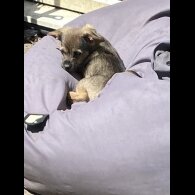 Mixed Breed - Dogs