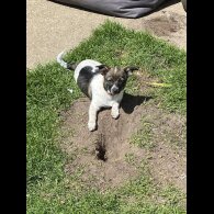 Mixed Breed - Dogs