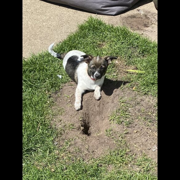 Mixed Breed - Dogs