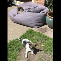 Mixed Breed - Dogs