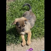Mixed Breed - Dogs
