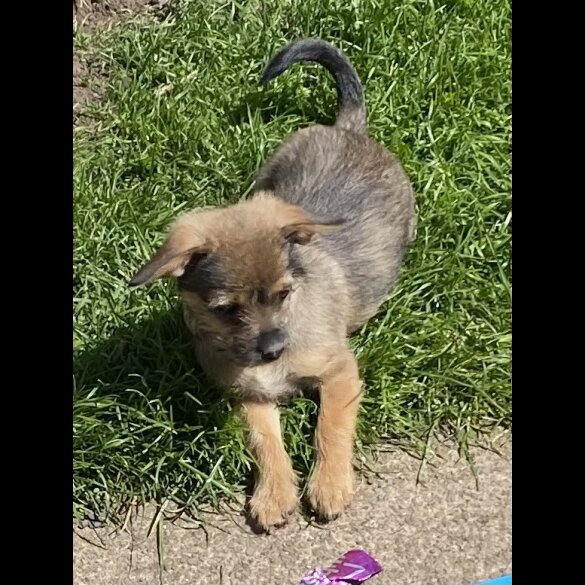 Mixed Breed - Dogs