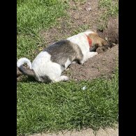 Mixed Breed - Dogs
