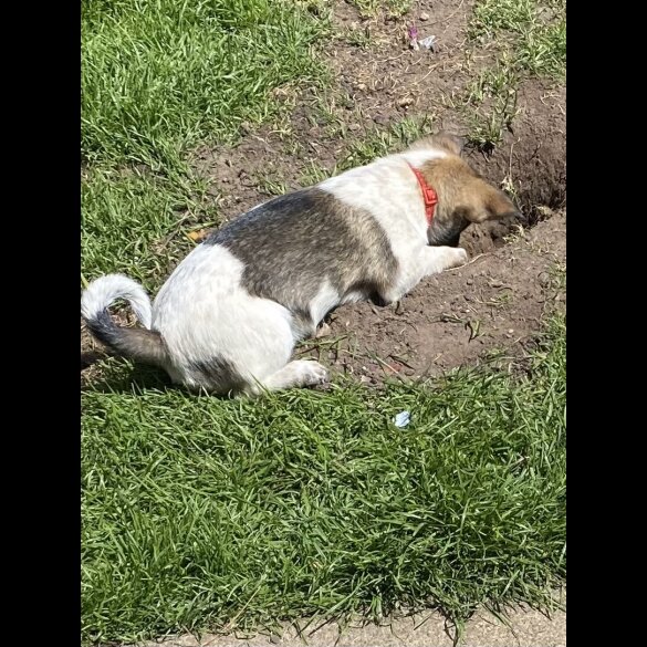 Mixed Breed - Dogs