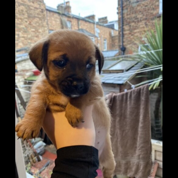 Mixed Breed - Both