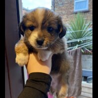 Mixed Breed - Both