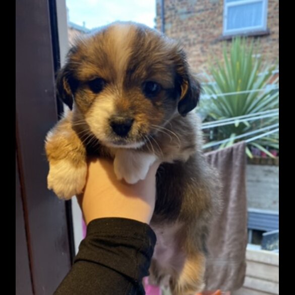 Mixed Breed - Both