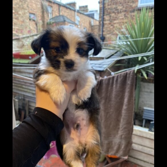 Mixed Breed - Both