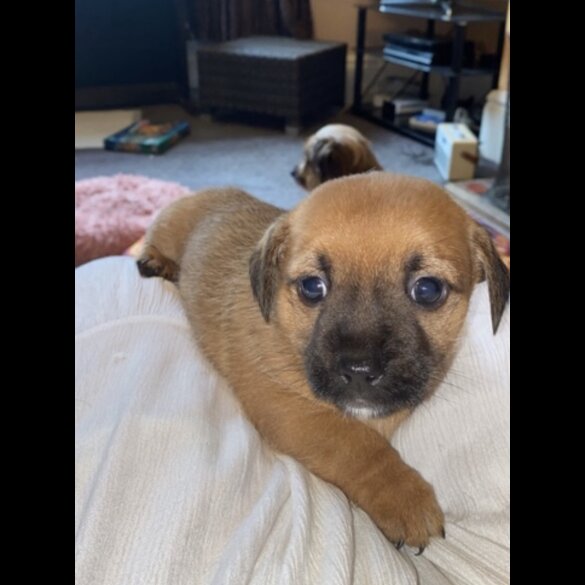 Mixed Breed - Both