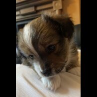Mixed Breed - Both