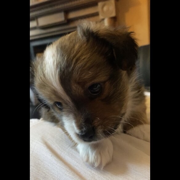 Mixed Breed - Both